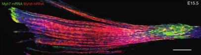 Single-nucleus RNA-seq and FISH identify coordinated transcriptional activity in mammalian myofibers